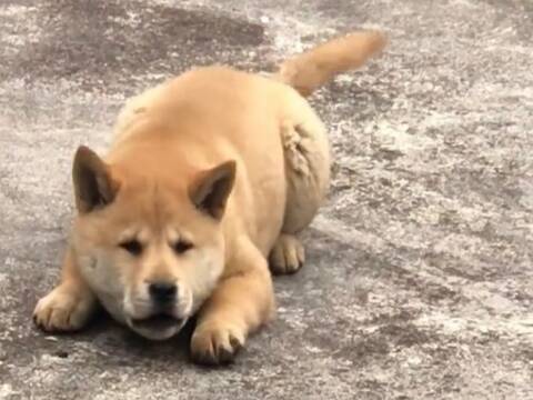 dog sex