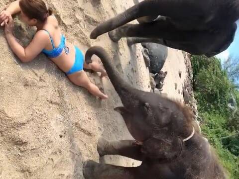 elephant sex