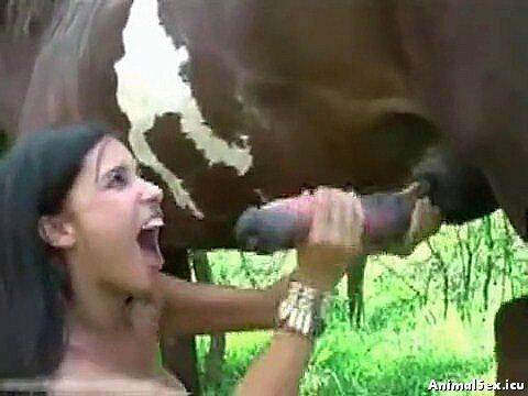 horse sex