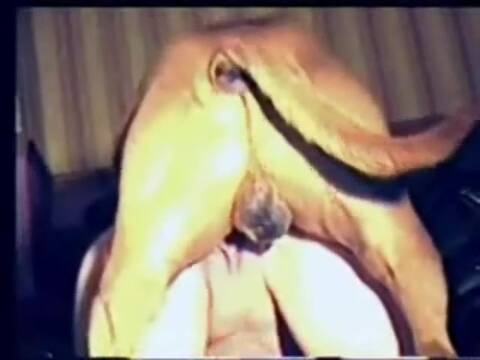 amateur dogs pron video homemade 5
